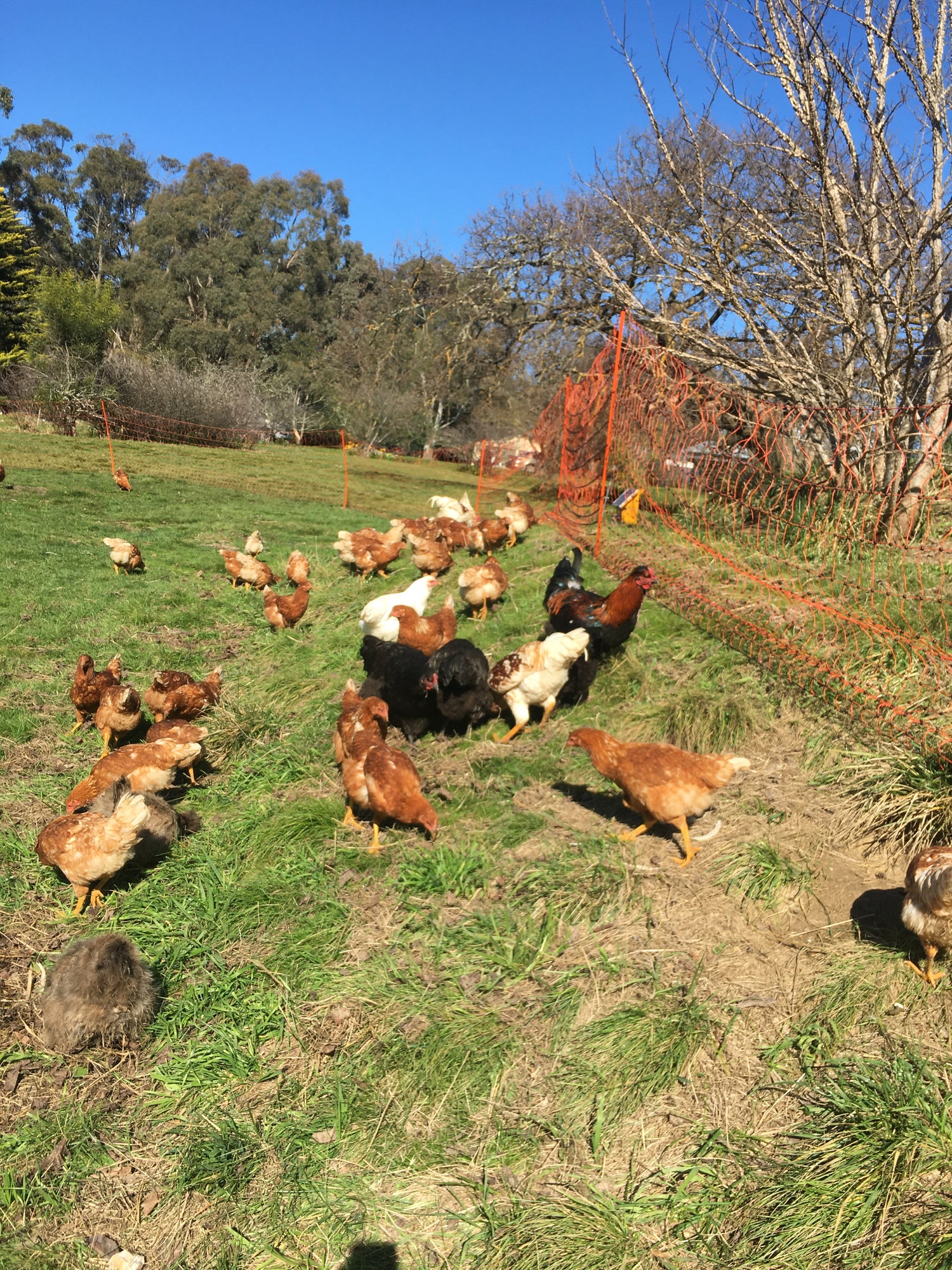 Electric Poultry Fences