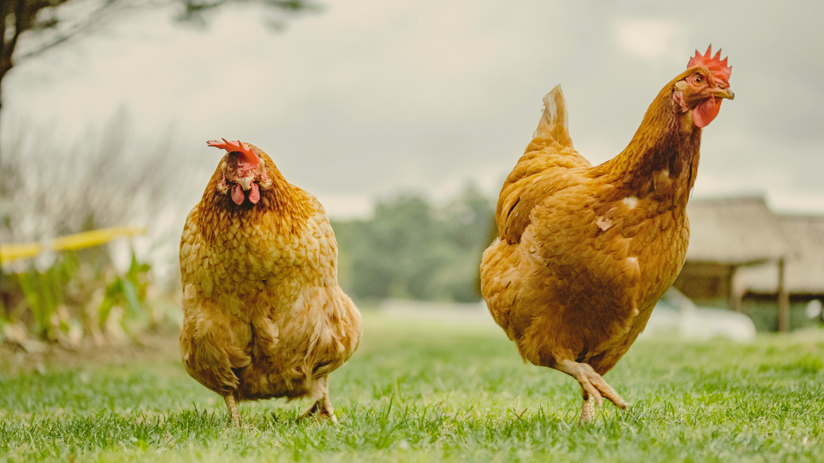 Chook Warehouse Shop